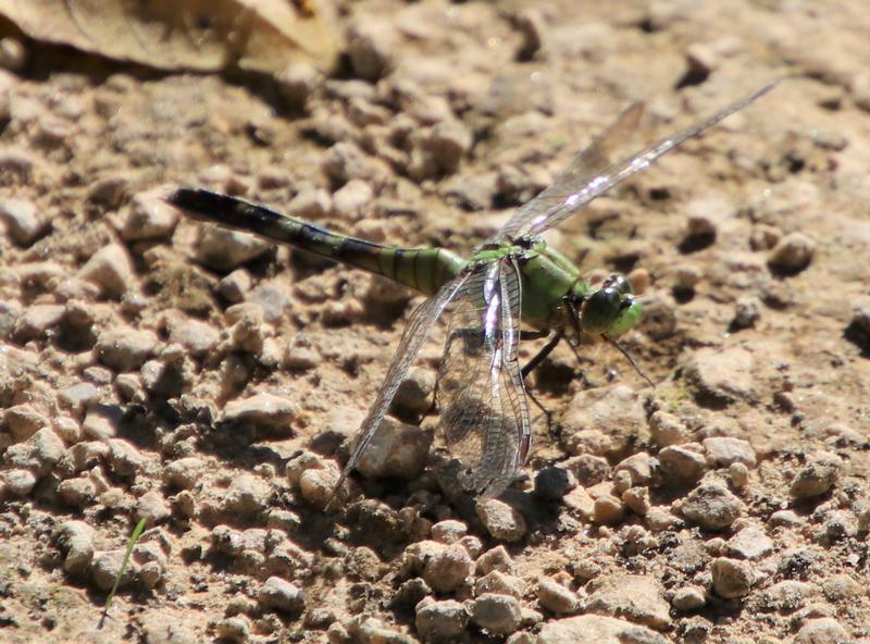 Photo of Eastern Pondhawk