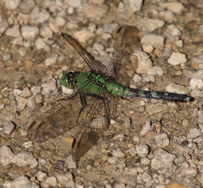 Photo of Eastern Pondhawk