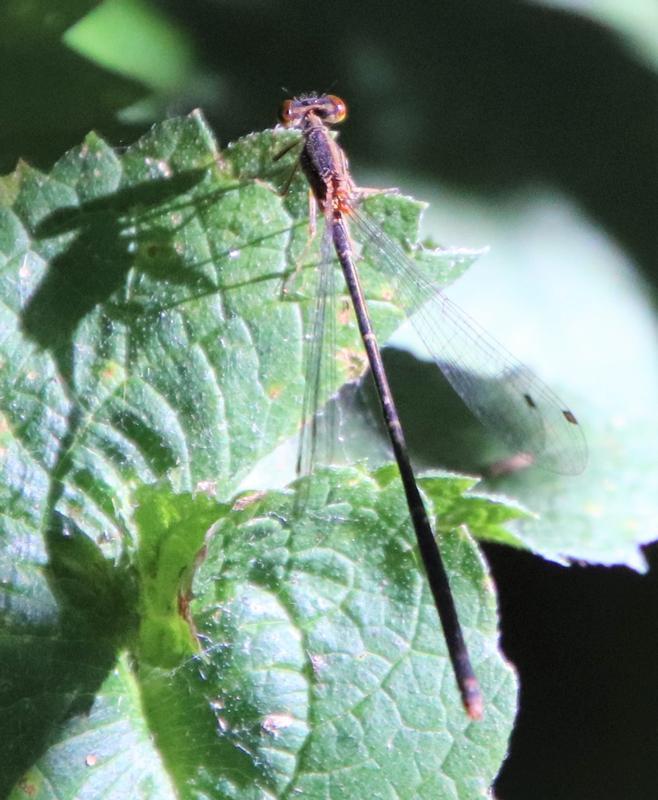 Photo of Northern Spreadwing