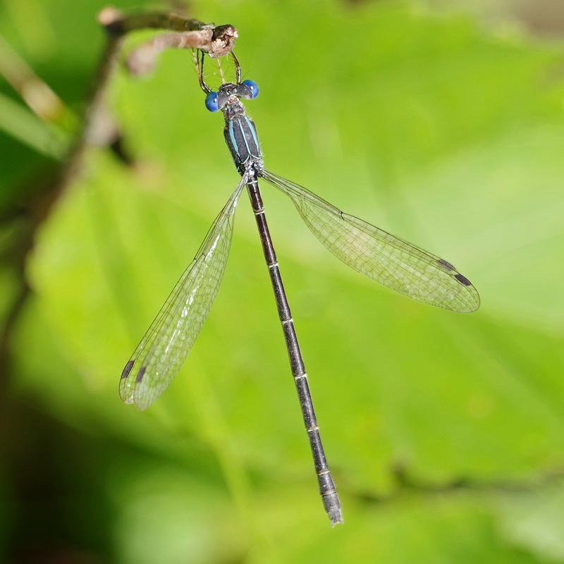 Photo of Slender Spreadwing