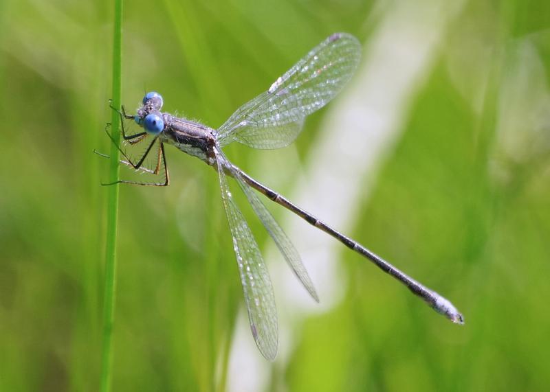 Photo of Spotted Spreadwing