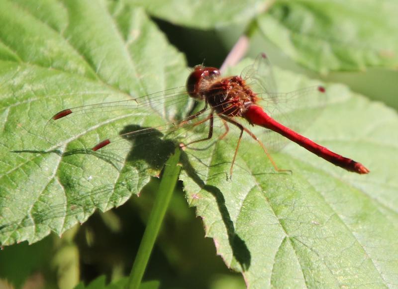 Photo of Autumn Meadowhawk