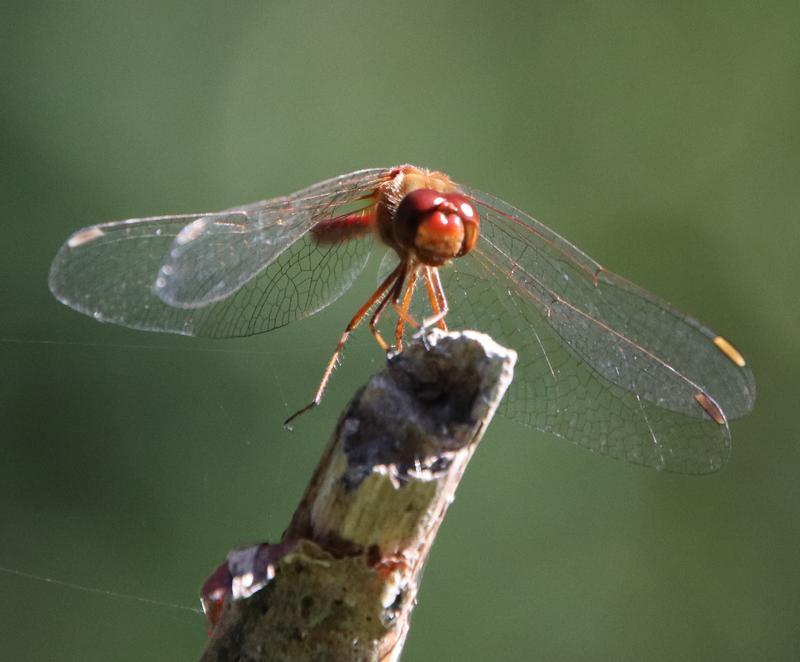 Photo of Autumn Meadowhawk