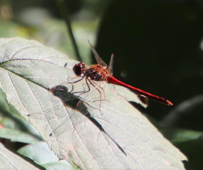 Photo of Autumn Meadowhawk