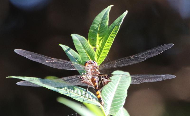 Photo of Black Saddlebags