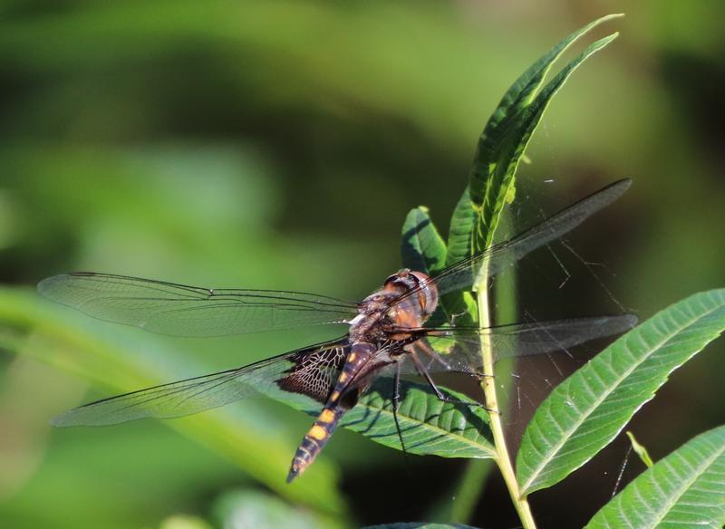 Photo of Black Saddlebags