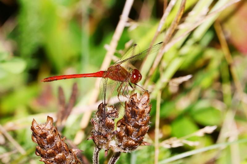 Photo of Autumn Meadowhawk
