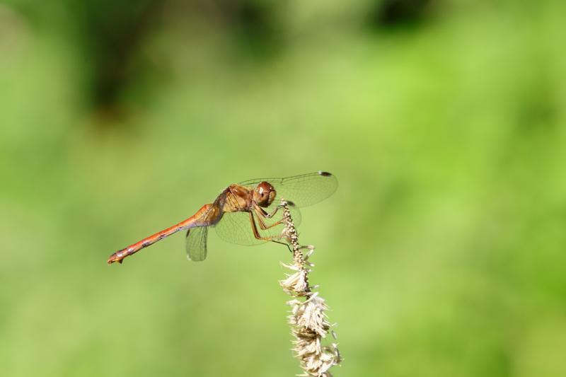 Photo of Autumn Meadowhawk