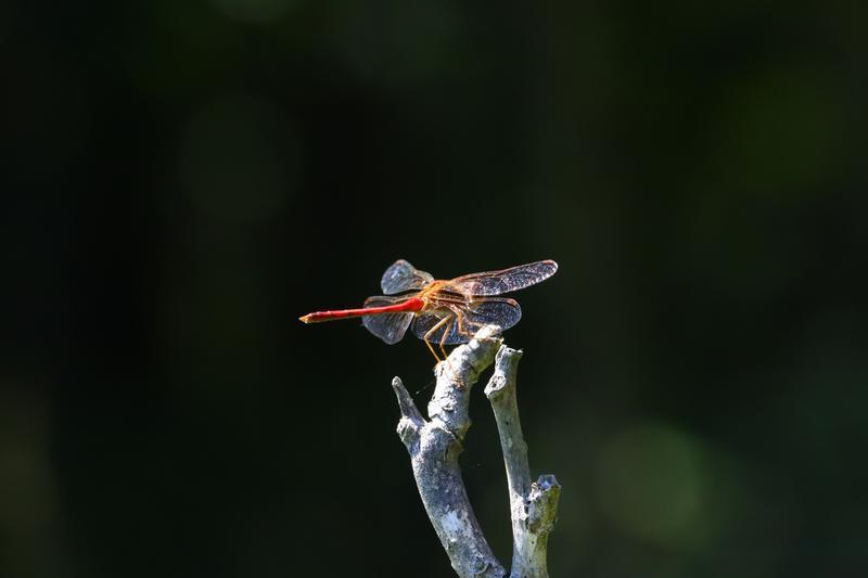 Photo of Autumn Meadowhawk