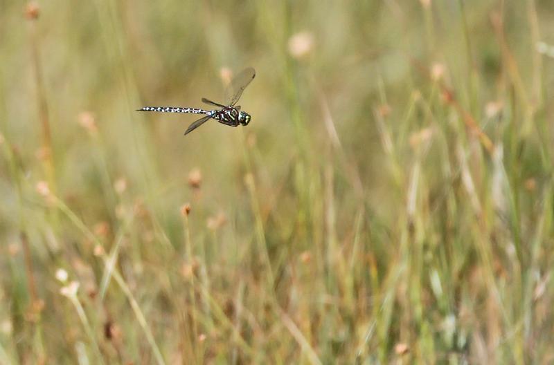 Photo of Subarctic Darner