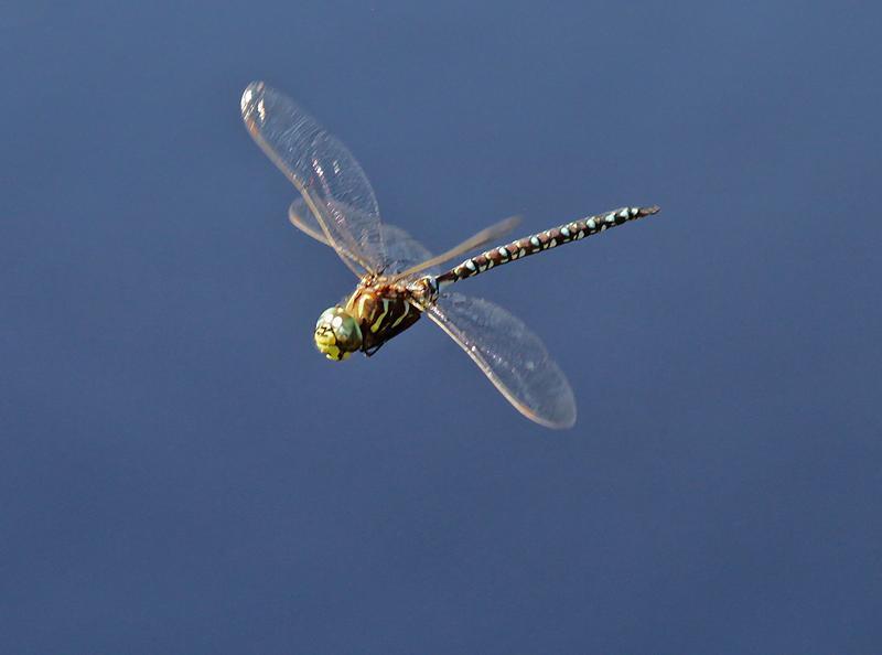 Photo of Subarctic Darner