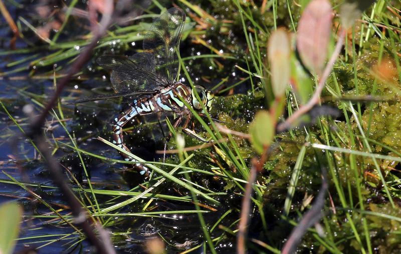 Photo of Subarctic Darner