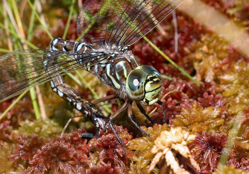 Photo of Subarctic Darner