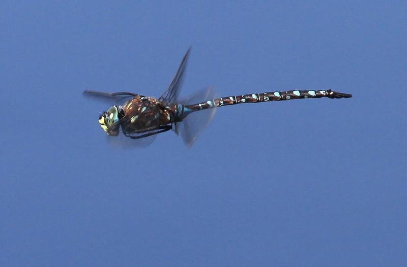 Photo of Variable Darner