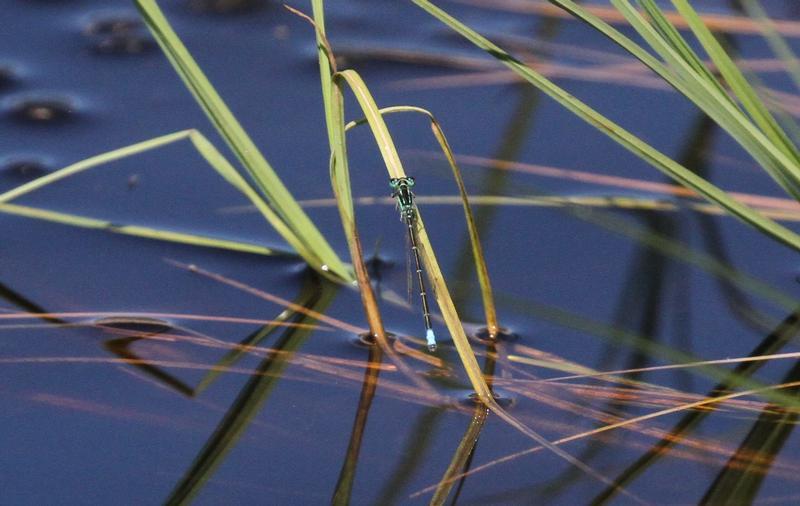 Photo of Eastern Forktail