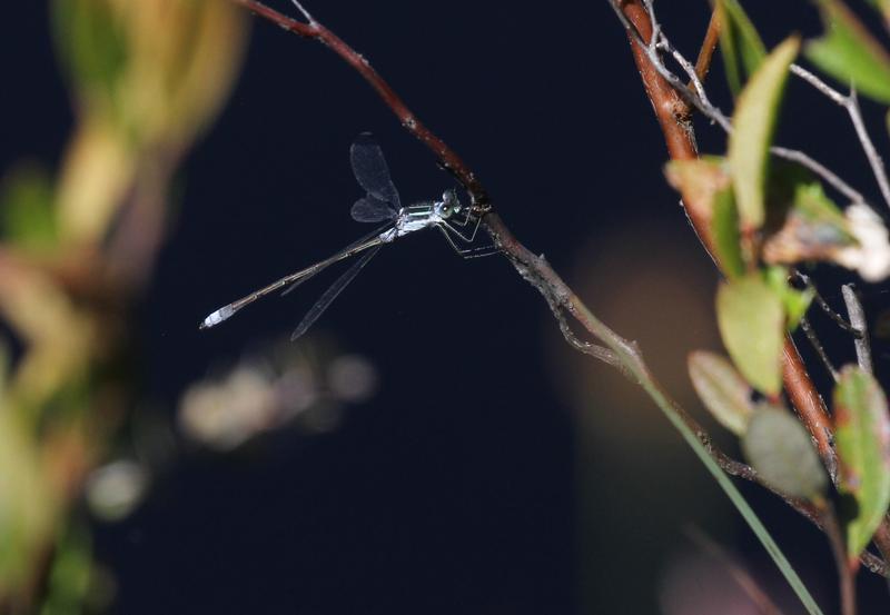 Photo of Northern Spreadwing