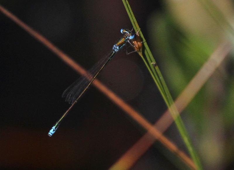 Photo of Sedge Sprite