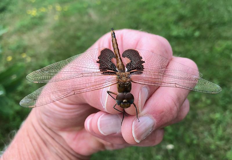 Photo of Red Saddlebags