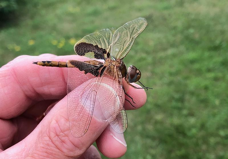 Photo of Red Saddlebags