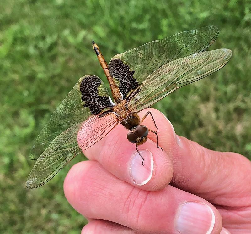 Photo of Red Saddlebags