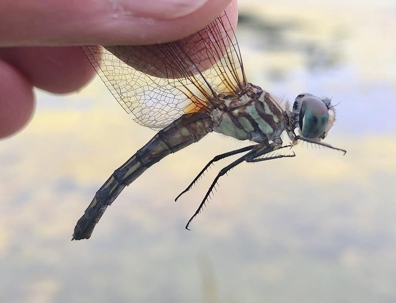 Photo of Blue Dasher