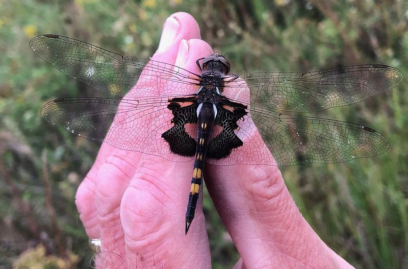 Photo of Black Saddlebags