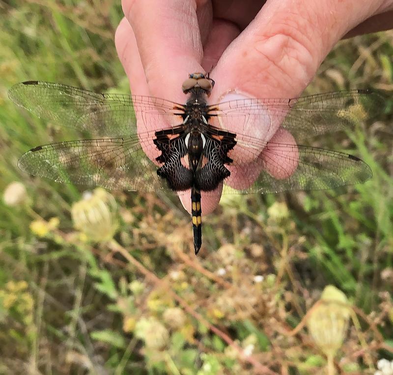 Photo of Black Saddlebags