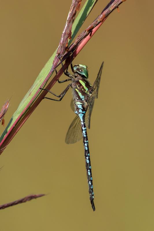 Photo of Green-striped Darner