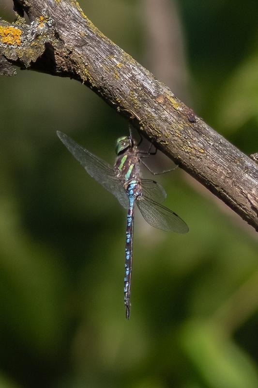 Photo of Green-striped Darner