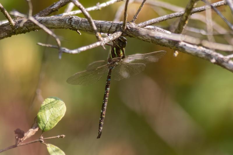 Photo of Shadow Darner