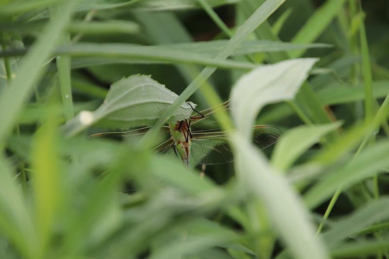 Photo of Common Green Darner