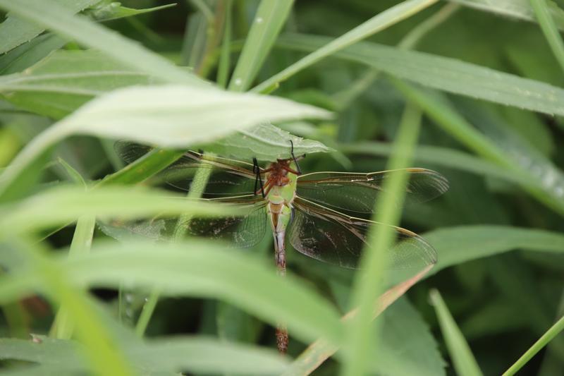 Photo of Common Green Darner
