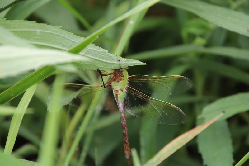 Photo of Common Green Darner