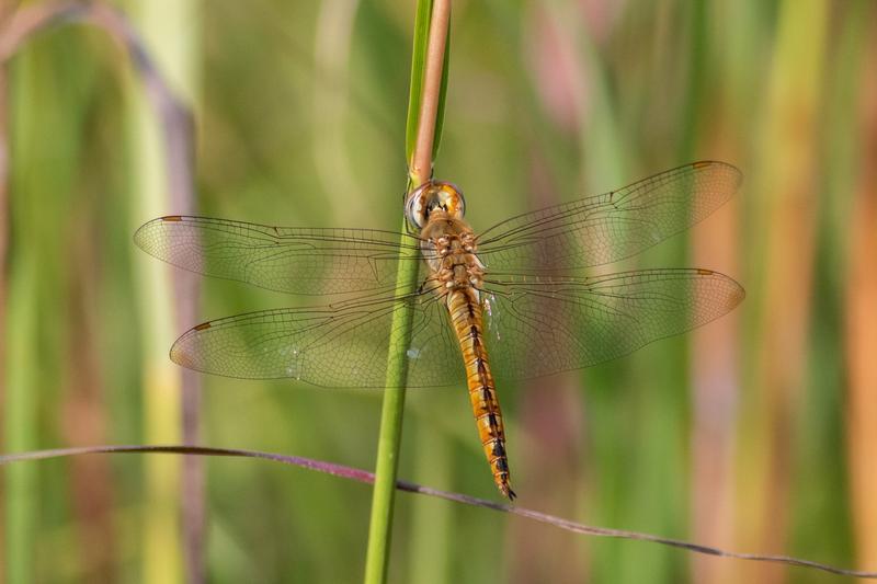 Photo of Wandering Glider