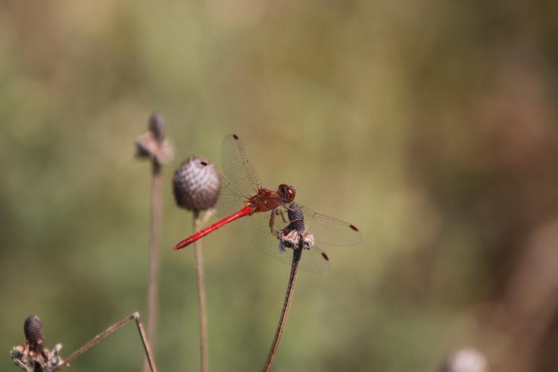 Photo of Autumn Meadowhawk