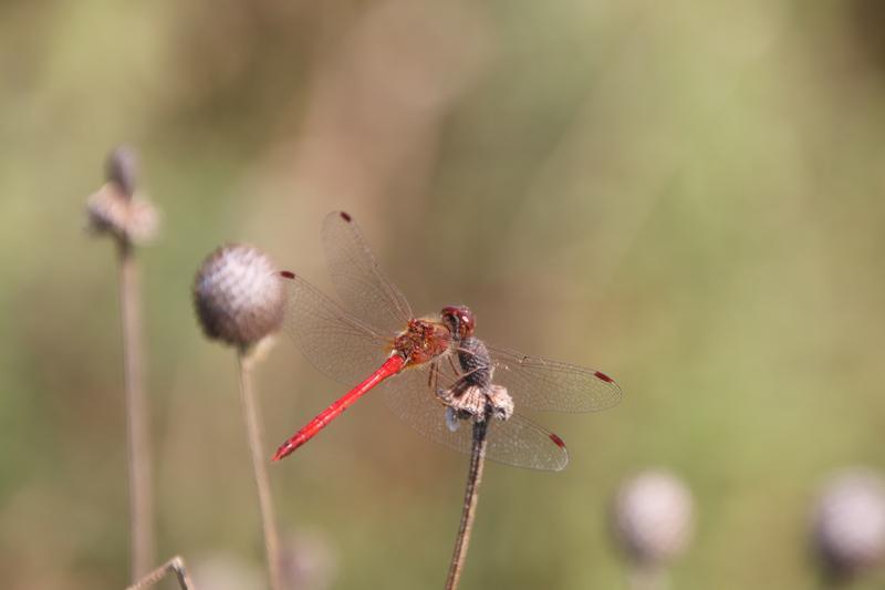 Photo of Autumn Meadowhawk