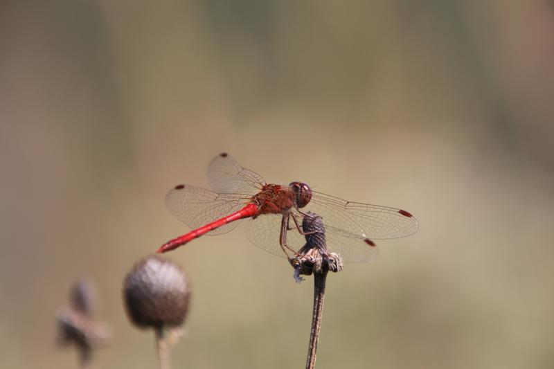 Photo of Autumn Meadowhawk