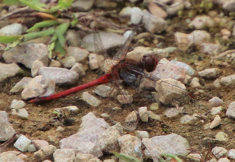 Photo of Autumn Meadowhawk