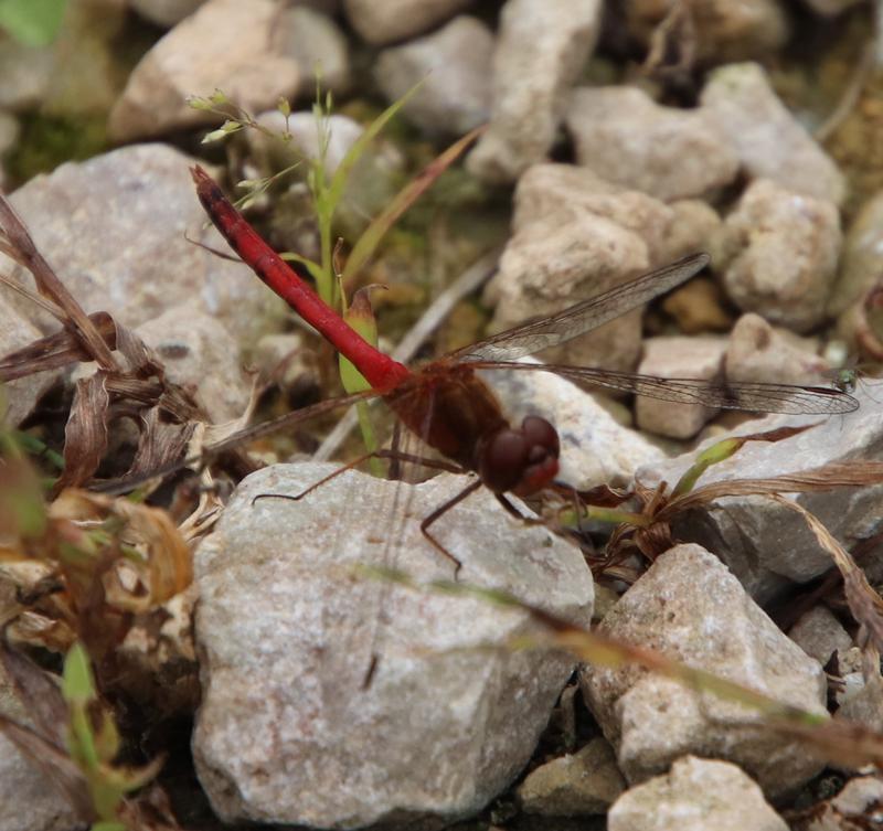 Photo of Autumn Meadowhawk