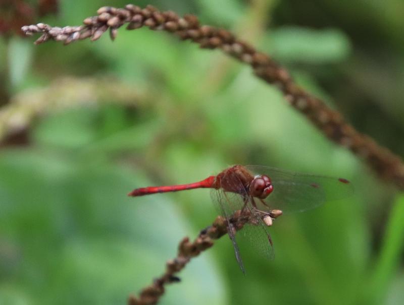 Photo of Autumn Meadowhawk