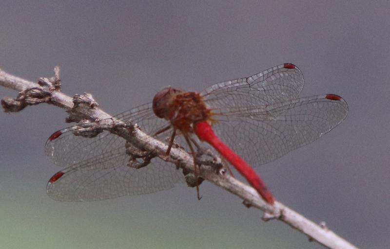 Photo of Autumn Meadowhawk