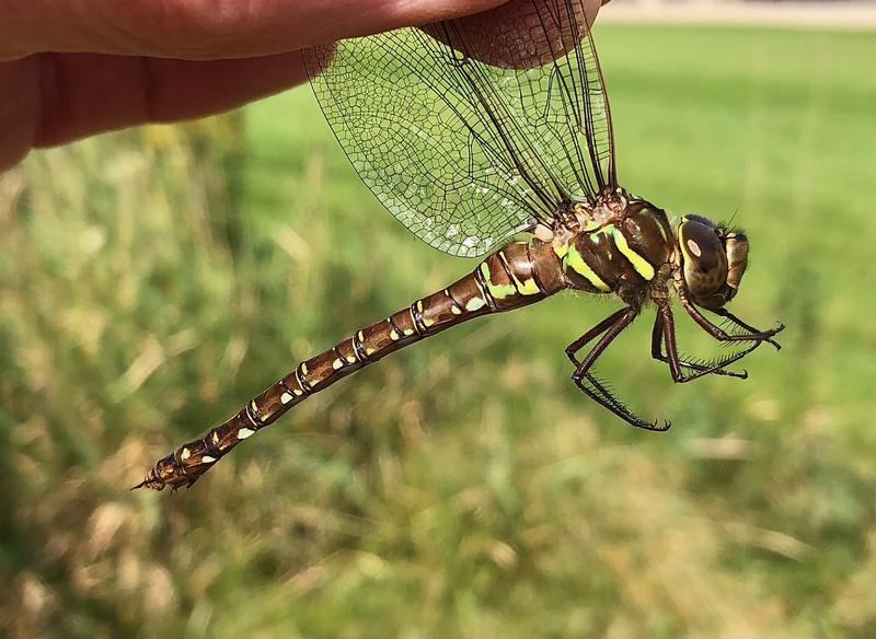 Photo of Shadow Darner