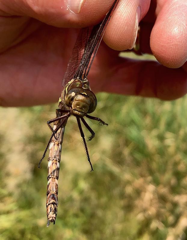 Photo of Shadow Darner