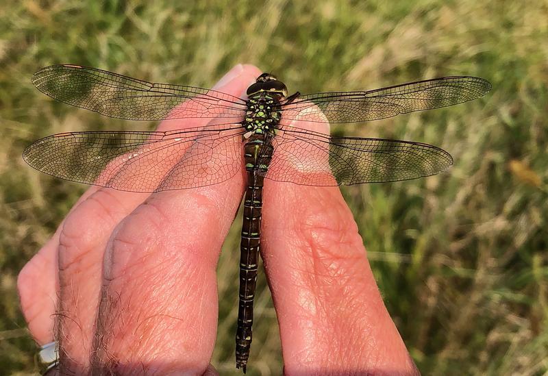 Photo of Shadow Darner