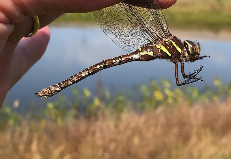 Photo of Shadow Darner