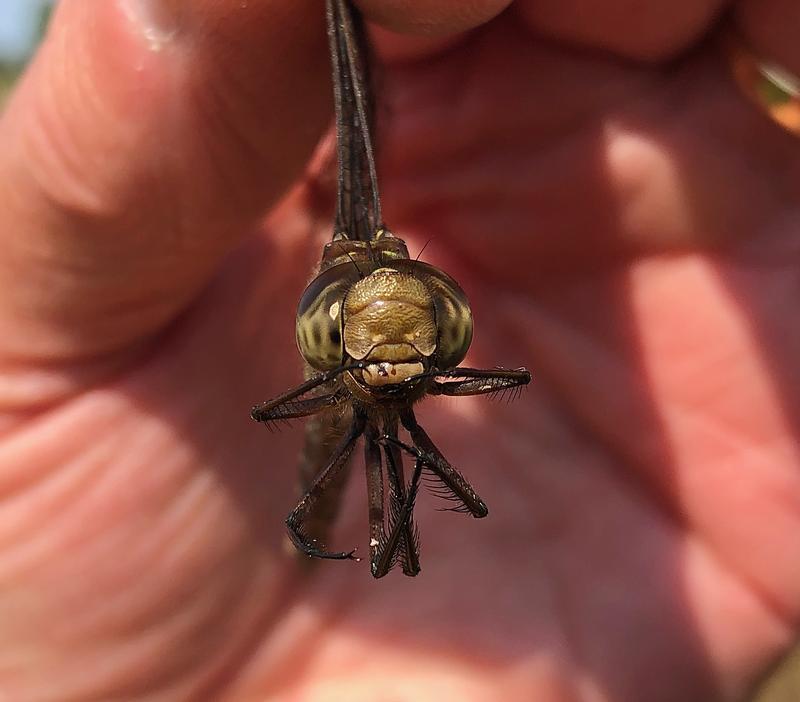 Photo of Shadow Darner