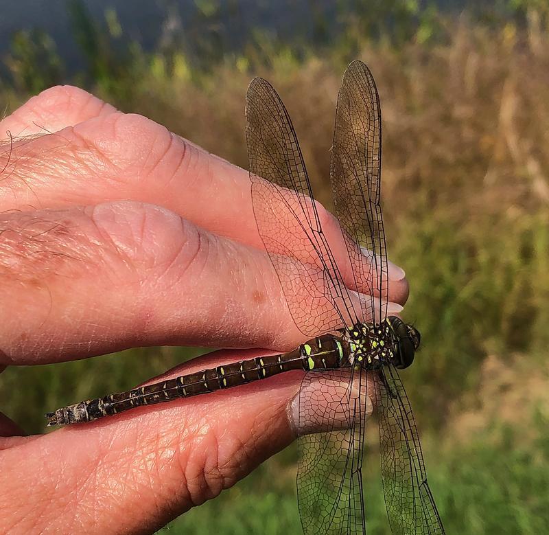 Photo of Shadow Darner