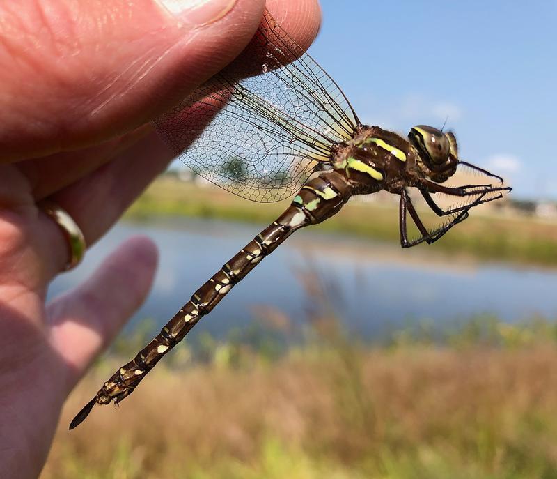 Photo of Shadow Darner