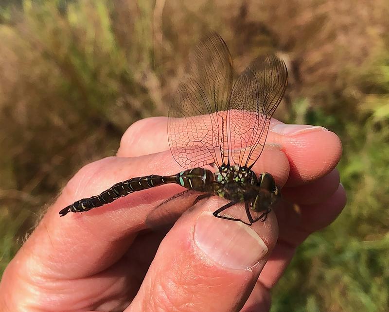 Photo of Shadow Darner