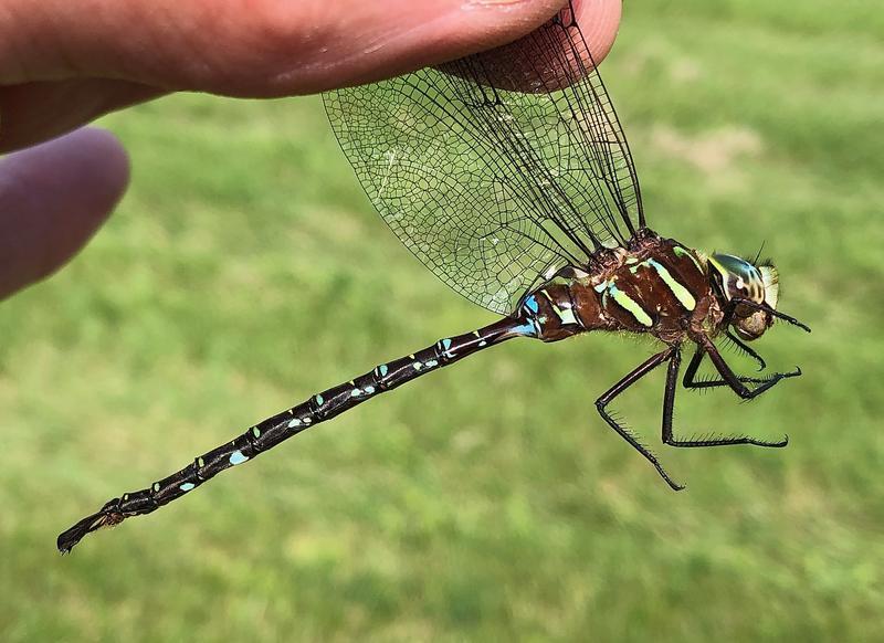 Photo of Shadow Darner